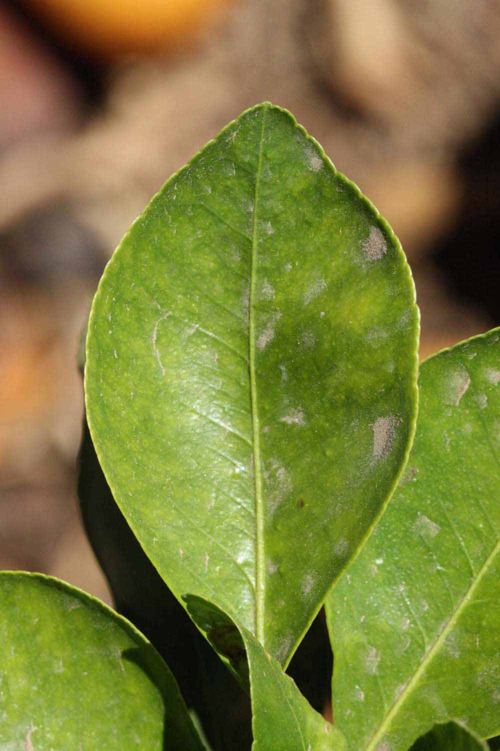              Margin (Riverside, CA)       